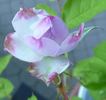Freiburger Bächle rose photo