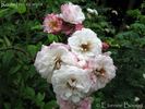 <i>Rosa tenuicarpa ex-Segrez</i> rose photo