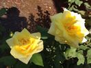 Sunbright ® rose photo
