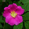 Ensio rose photo
