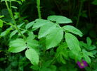 Ensio rose photo
