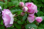 Louise Walter rose photo