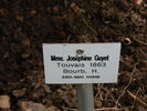 Madame Joséphine Guyet rose photo