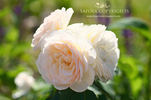 Parky rose photo