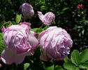 Hacenta rose photo