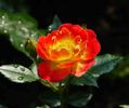 Cha Cha ® rose photo