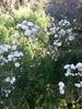 The Charlestonian rose photo