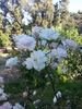 The Charlestonian rose photo