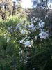 The Charlestonian rose photo