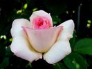 George Sand rose photo