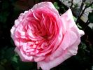 George Sand rose photo