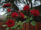 Fugue ® rose photo