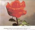 Hot Lips rose photo