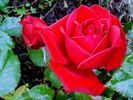 Corrida® rose photo