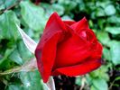 Corrida® rose photo