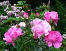 Nymphe Egeria rose photo