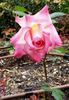 Permoser rose photo