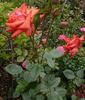 Altenburg rose photo