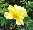 <i>R. xanthina</i> var. </i>allardii</i> hort. rose photo