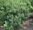 <i>R. xanthina</i> var. </i>allardii</i> hort. rose photo