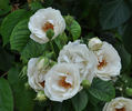 Erato rose photo