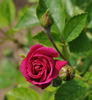 Romeo rose photo