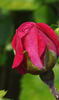 Romeo rose photo