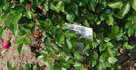 Romeo rose photo