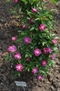 Crimson Rambler X Veilchenblau rose photo