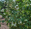 Jeanne Richert rose photo