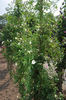 Jeanne Richert rose photo