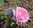 Columbia, Cl. rose photo