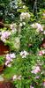 Rosenreigen rose photo