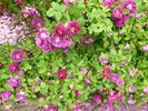 Haddington rose photo
