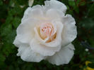 Adolf Papeleu rose photo