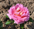 Gail Borden, Cl. rose photo