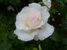 Adolf Papeleu rose photo