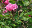 Graf Zeppelin rose photo