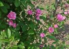 Graf Zeppelin rose photo