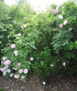 <i>Rosa corymbulosa</i> Rolfe rose photo