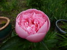 Etched Salmon peony photo