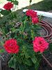 El Capitan rose photo