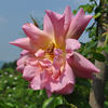 Andenken an J. Diering rose photo