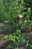 Andenken an J. Diering rose photo