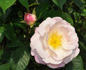 Julklap rose photo