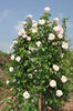 Julklap rose photo