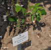 Julklap rose photo