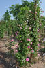 Gaston Chandon rose photo