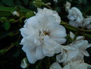 David Barber rose photo