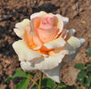 Triolet rose photo